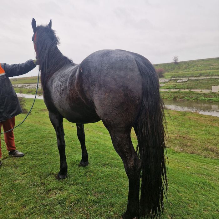 Vând sau schimb , iapa metis de friz