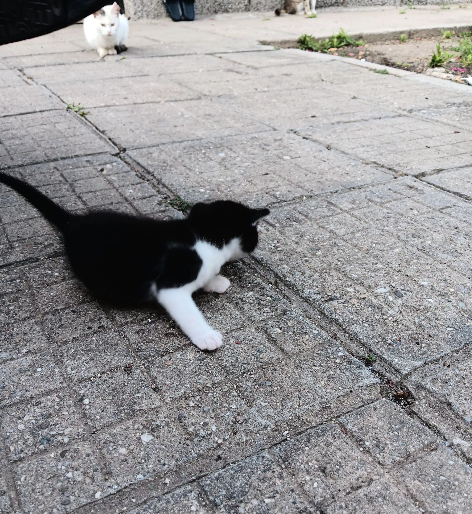 Подарявам малки котенца