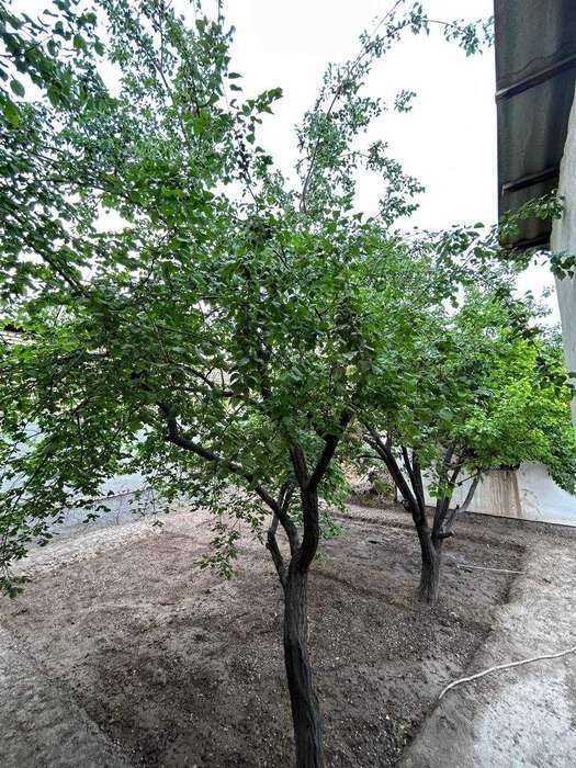 Ижарага уй берилади. Водникда участка