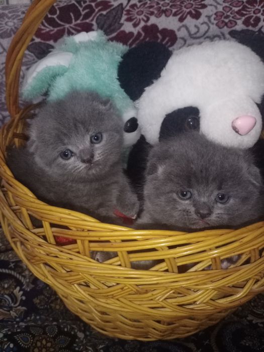 Готовы к продаже котята Скоттиш фолд и Скоттиш страйт