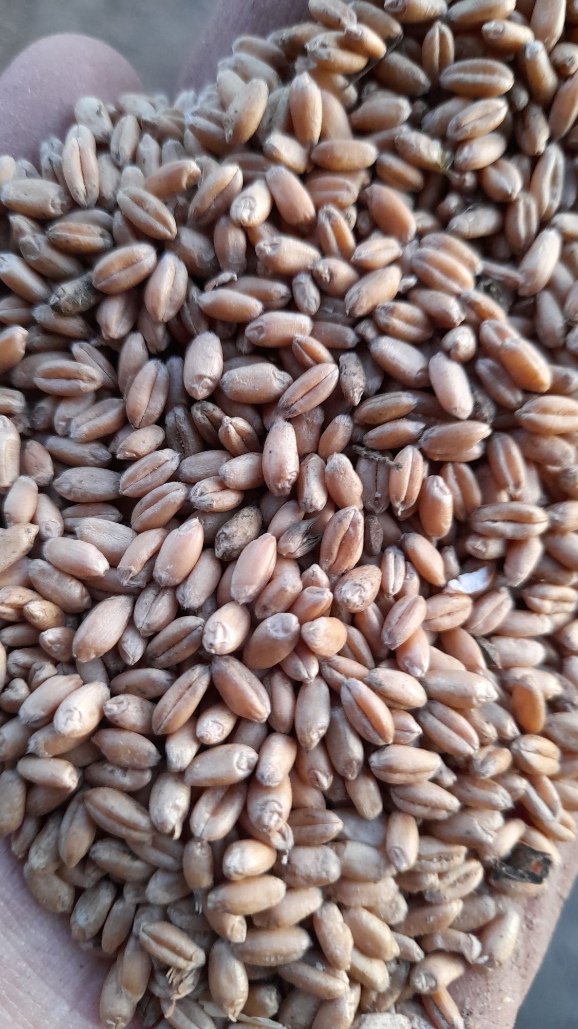 Пшеница -Бидай 60000тг