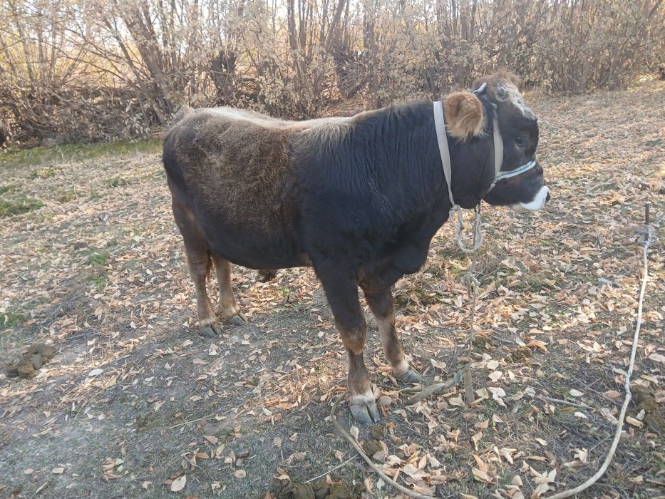 Продам бычка Уштобе
