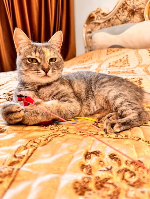 Красивая стерелизованная трехцветная кошка ищет дом