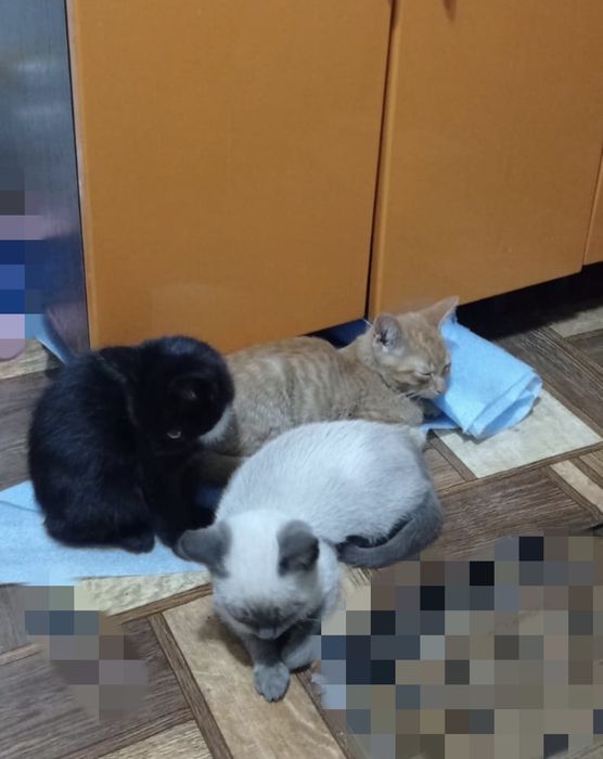Отдам котят в добрые руки все мальчики