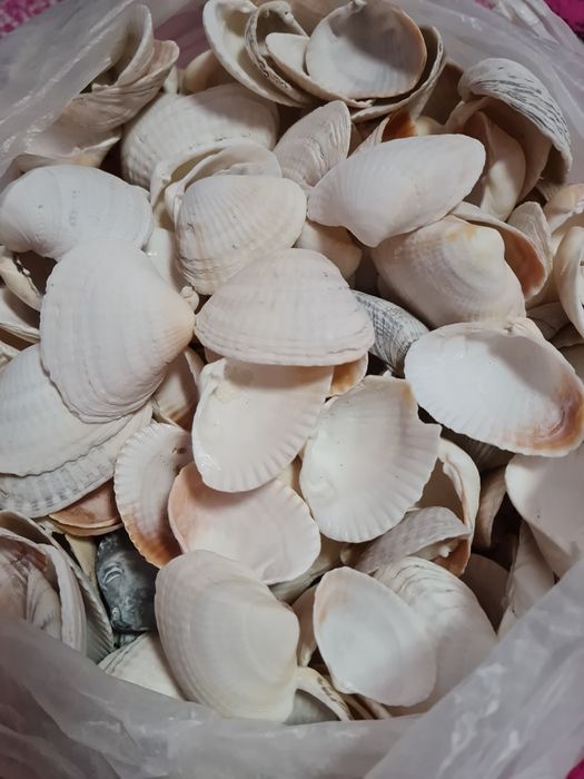 Продам ракушки морские
