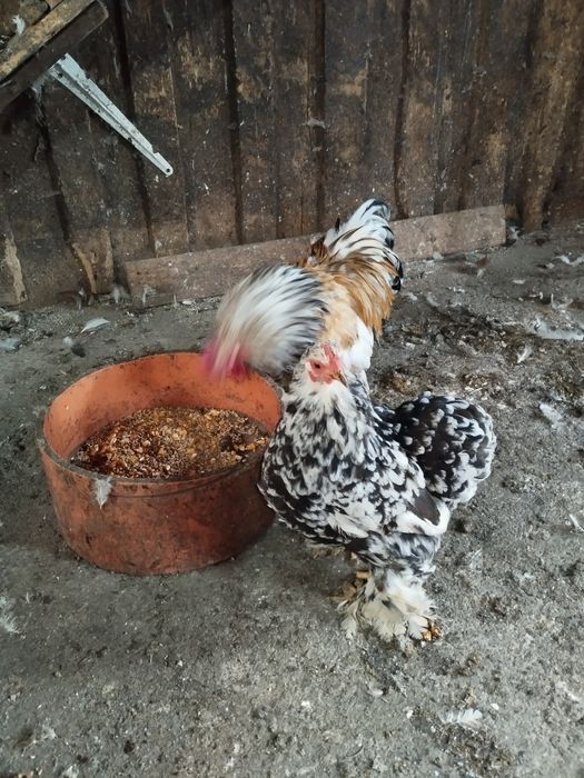 Pereche cochinchina