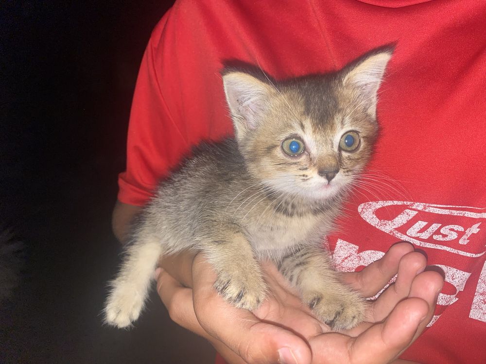 ПРОДАЮТСЯ кошка и котенок