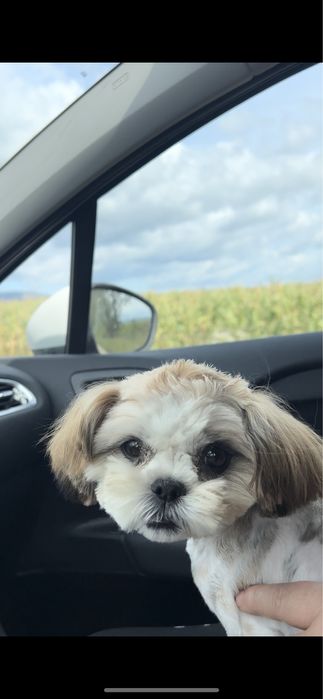 Catelusa Shih Tzu de talie mica