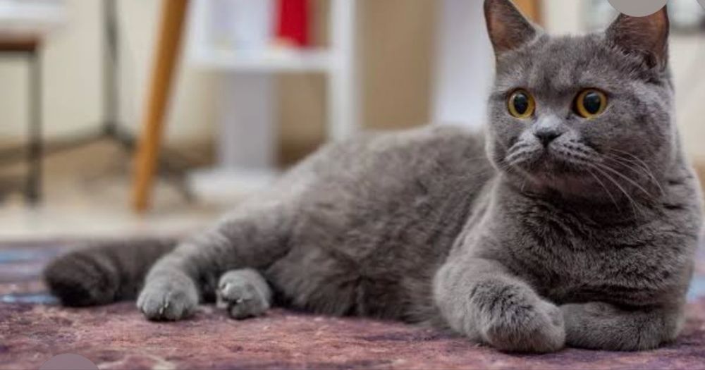 Aqlli Mushuk sovg’aga beriladi mehribon qalbli insonga