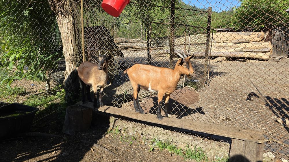 Vând capre cu iezi!