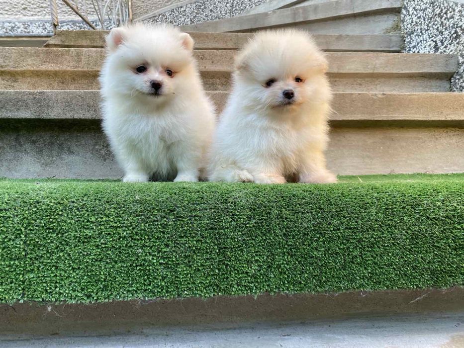 Померан померани