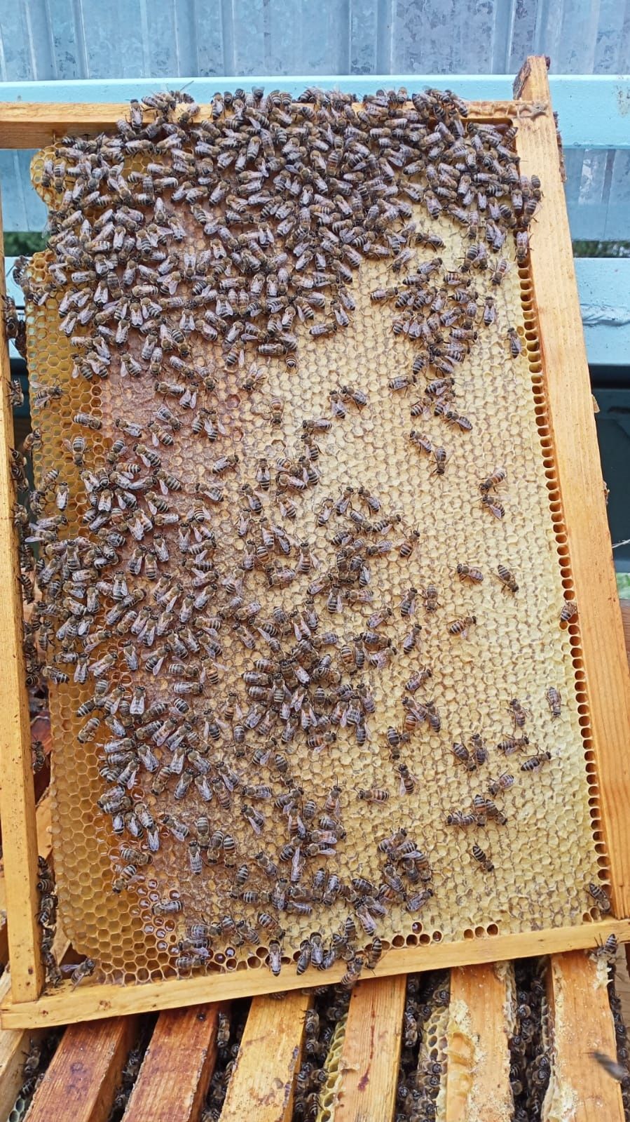 Продам пчелопакеты  20 000 тенге.