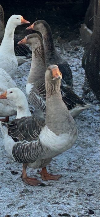 Продам гусей 150 голов