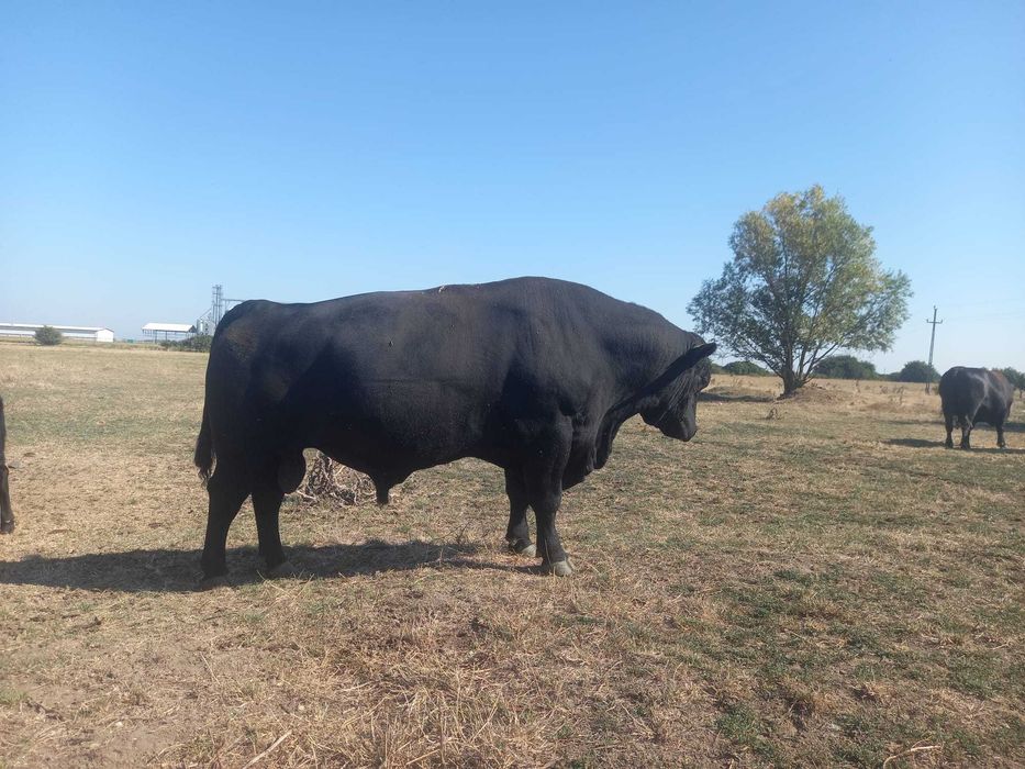 De vanzare taur autorizat rasa angus