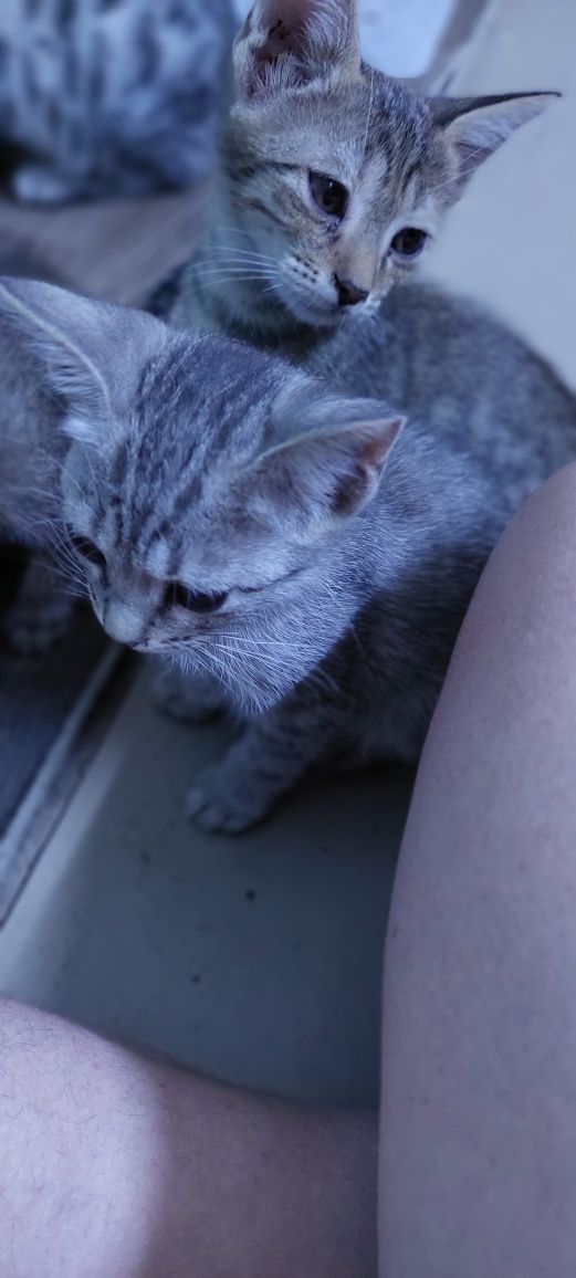 Котята. Г. Шымкент.Казбалейторг