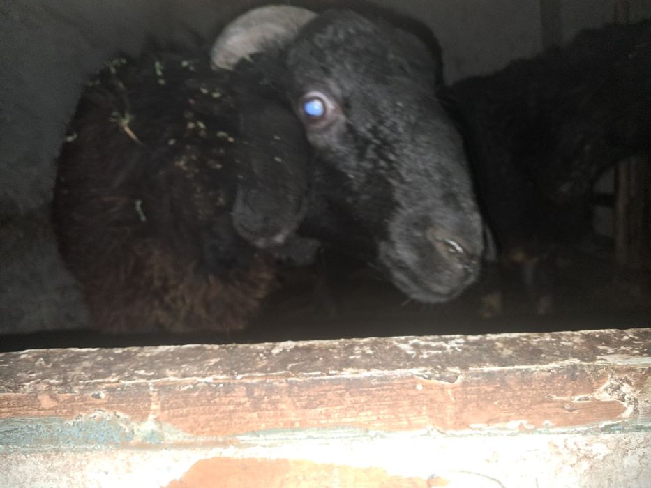 Кучкор и куй барралар сотилади