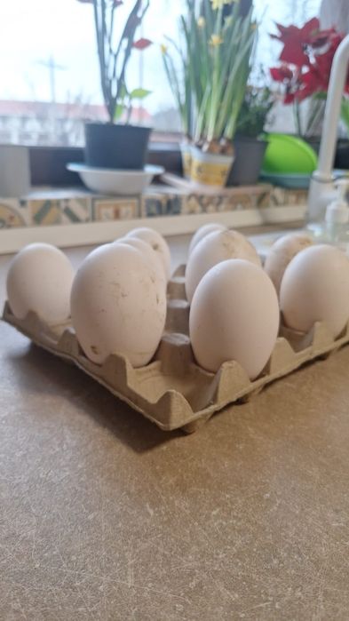 Oua de gașca chinezeasca