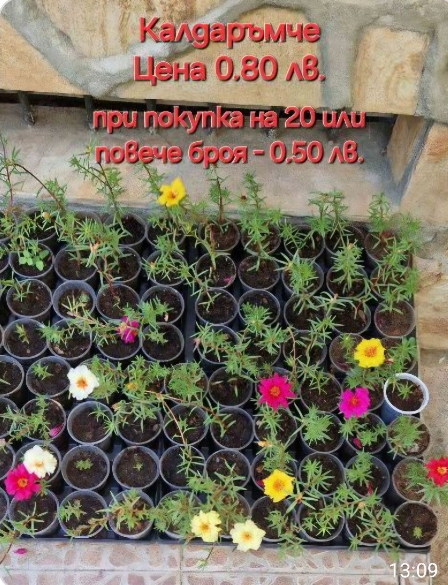 Стайни и градински растения на супер цени.