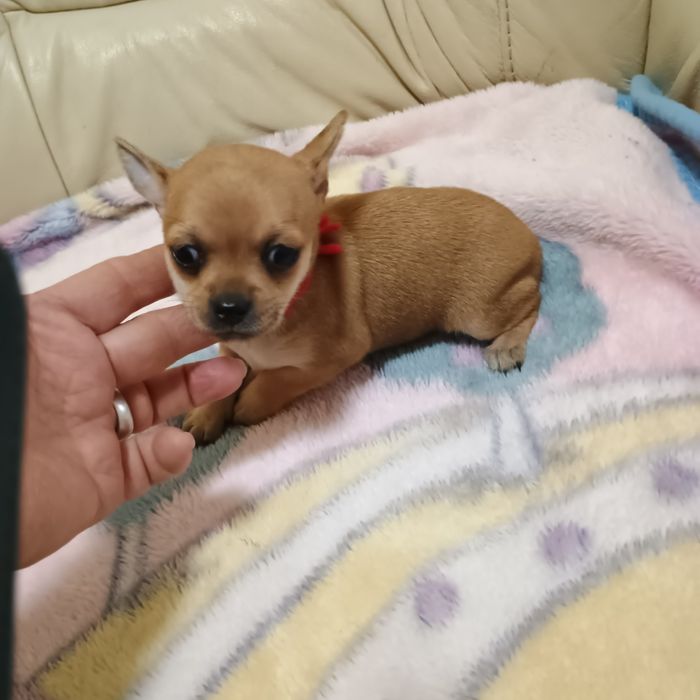Cățelușa Chihuahua/Ciuaua