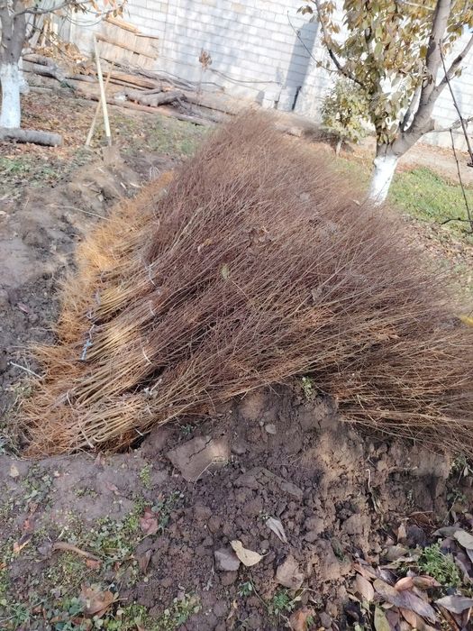 Anor ko'chatlari [Саженец граната]