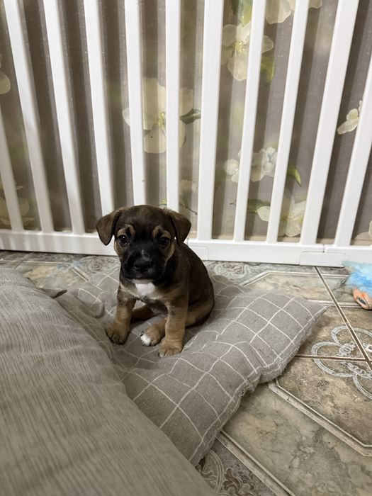 Французский бульдог