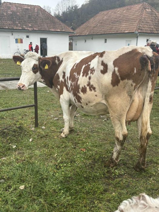 Vând vacă de lapte