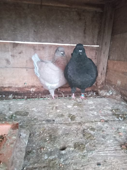 Kingi perching tineri