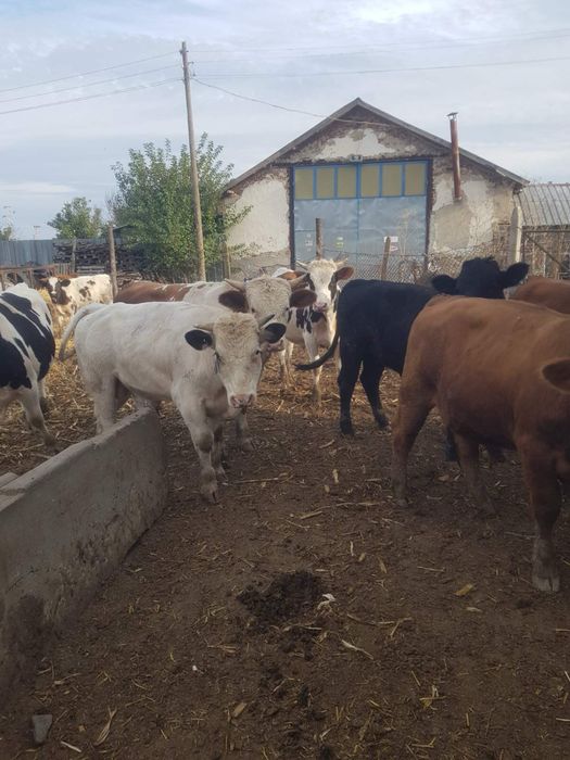 Продавам телета живо тегло