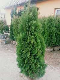 Tuia 1,5m - 1,6m / thuja occidentalis columnaris si smaragd.( Smarald