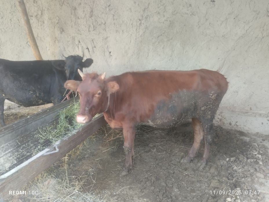 Gunojin semiz boqilgan