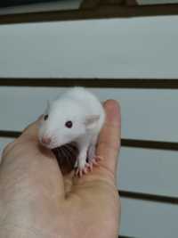 Крысята дамбо 1500тенге