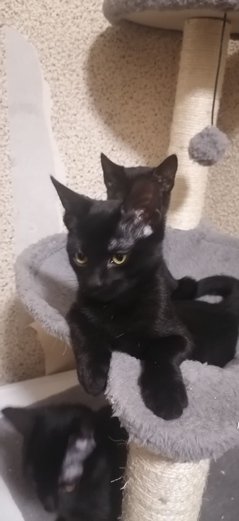 Подарявам черно коте