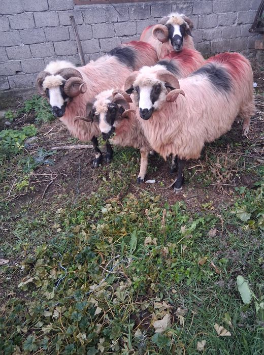 Vând 6 berbeci   dintre care 4 au marlit a patra oara anul acesta