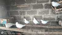 Продам голуби домашние