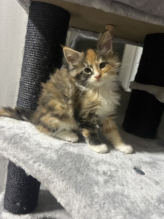 pisicuti M A I N E   C O O N