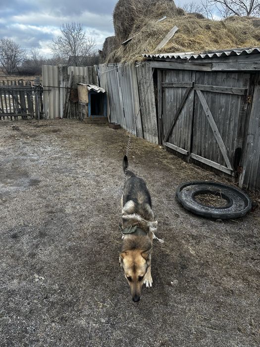 Отдам собаку в хорошие руки