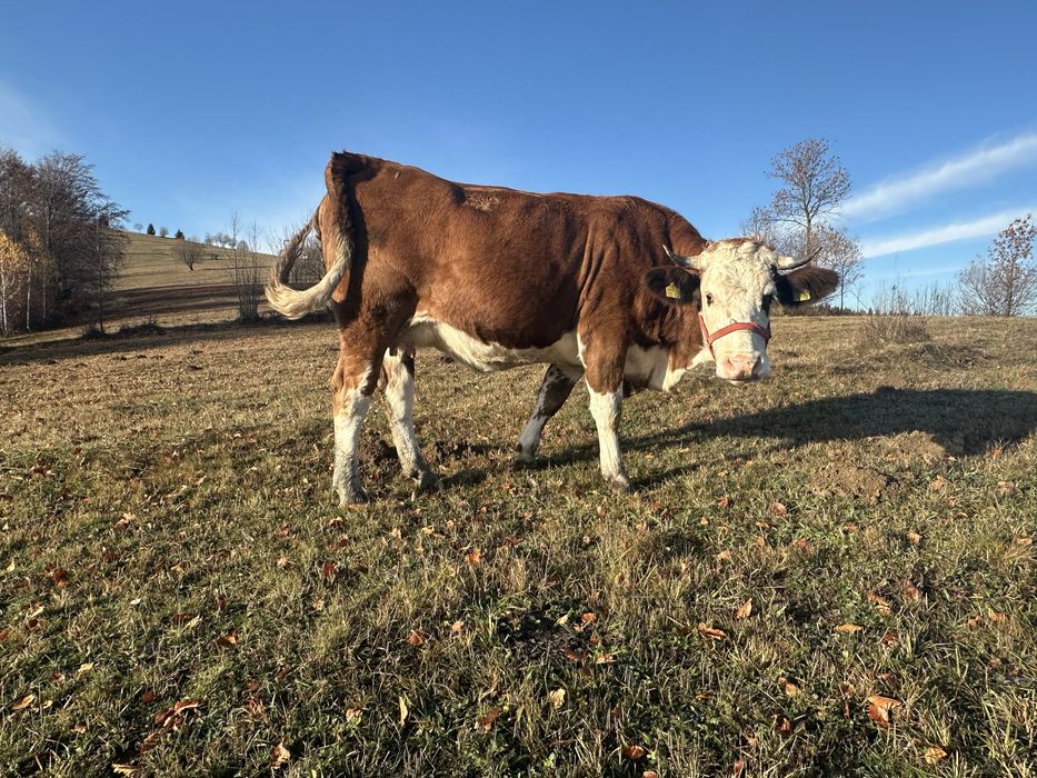 Vand juninca gestanta 9 luni