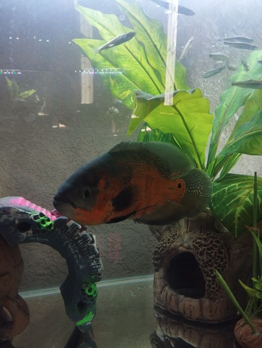 Продаю два аквариума с рыбами 200 л аквариум