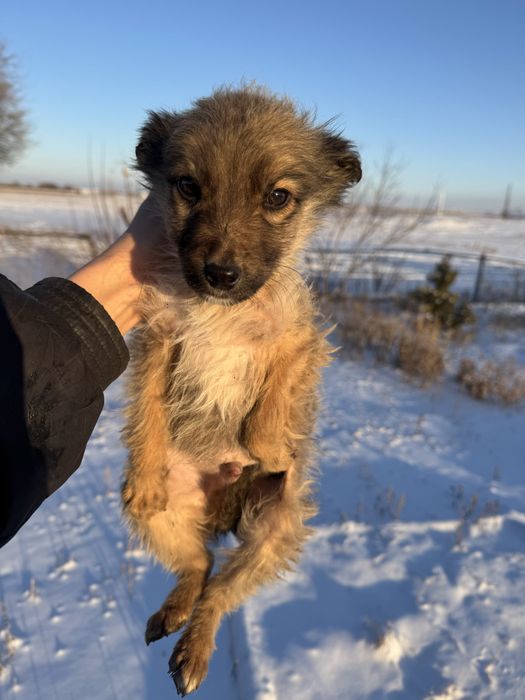 Отдам щенков в добрые руки