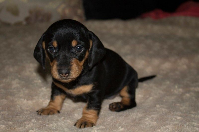 Щенки таксы. Чистокровные