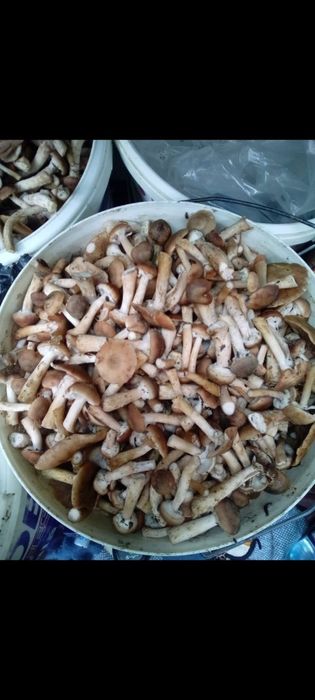 Vând ghebe proaspăt culese pe comanda