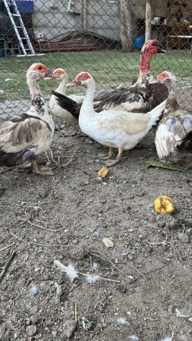 Rate si ratoi lesesti pasari mature din 2023 2024