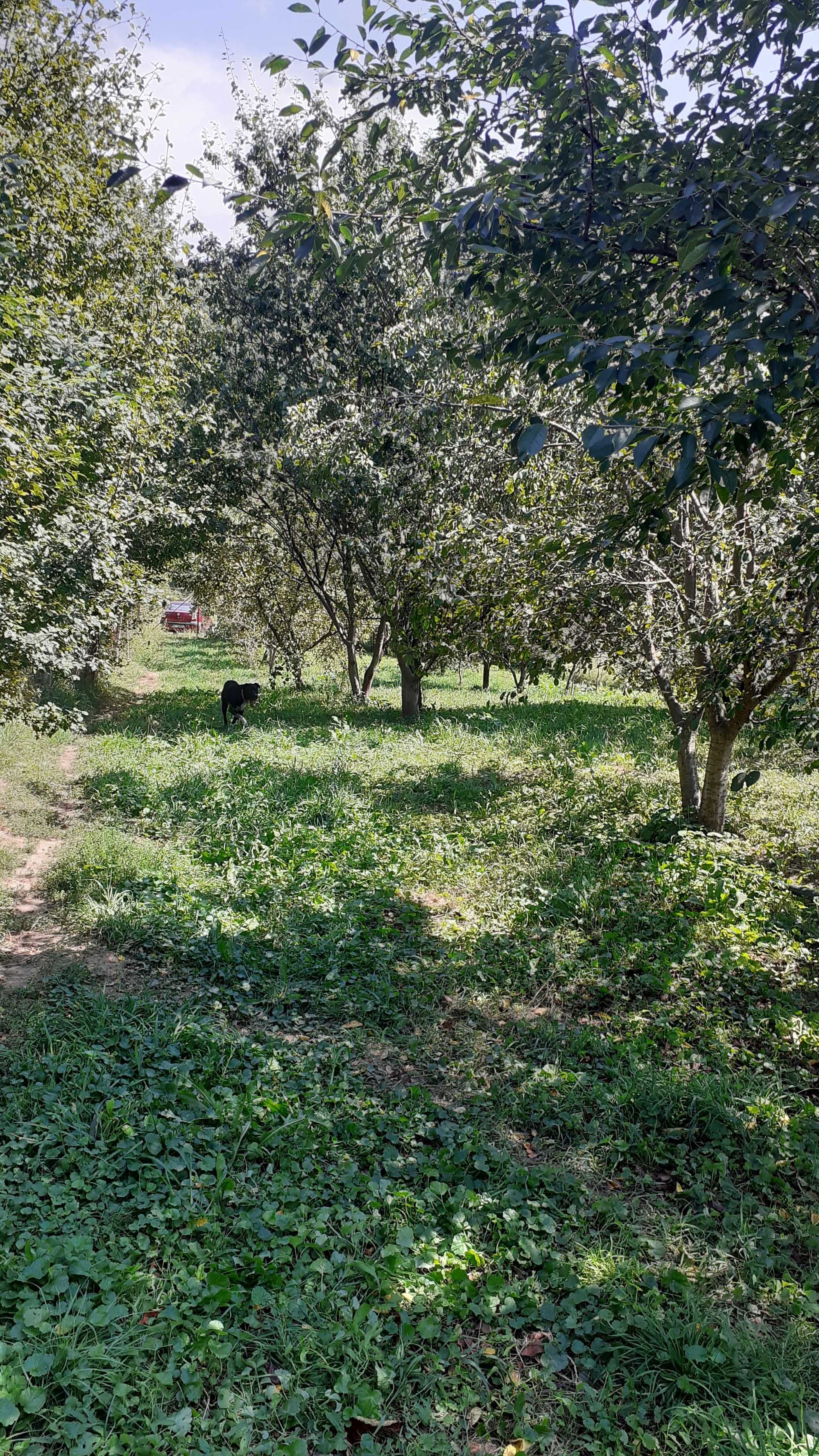Casă si Teren 2800 mp pt. panouri