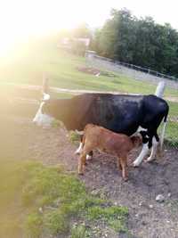Vaca holstein cu vitel