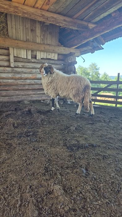 Vand 14 oi și un berbec  , doar una este la a 4 fatare .