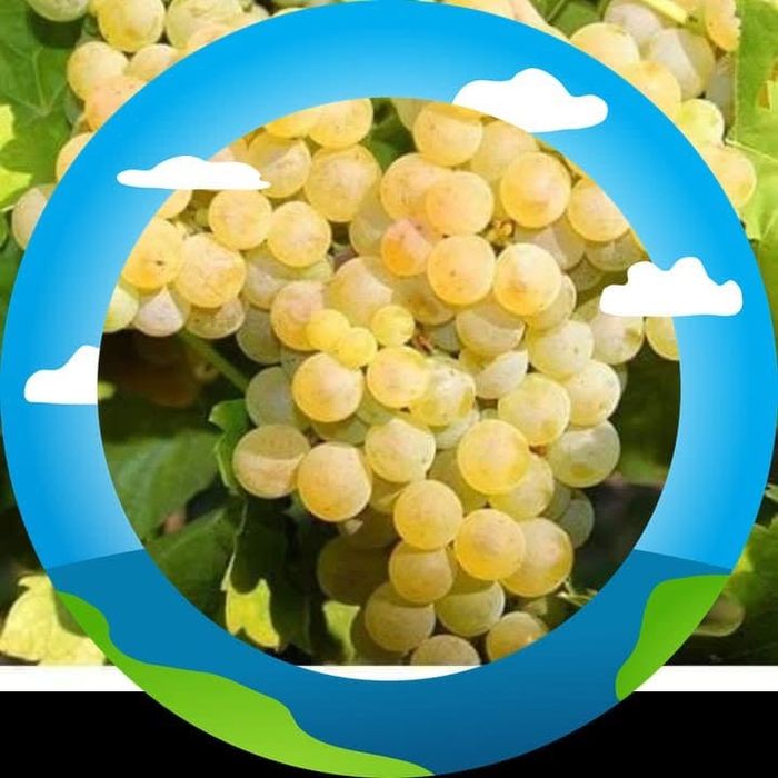 Struguri de vin profuctie 2025