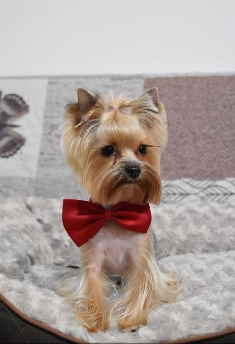 Yorkshire Terrier