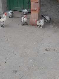 Găini și porumbei de vânzare