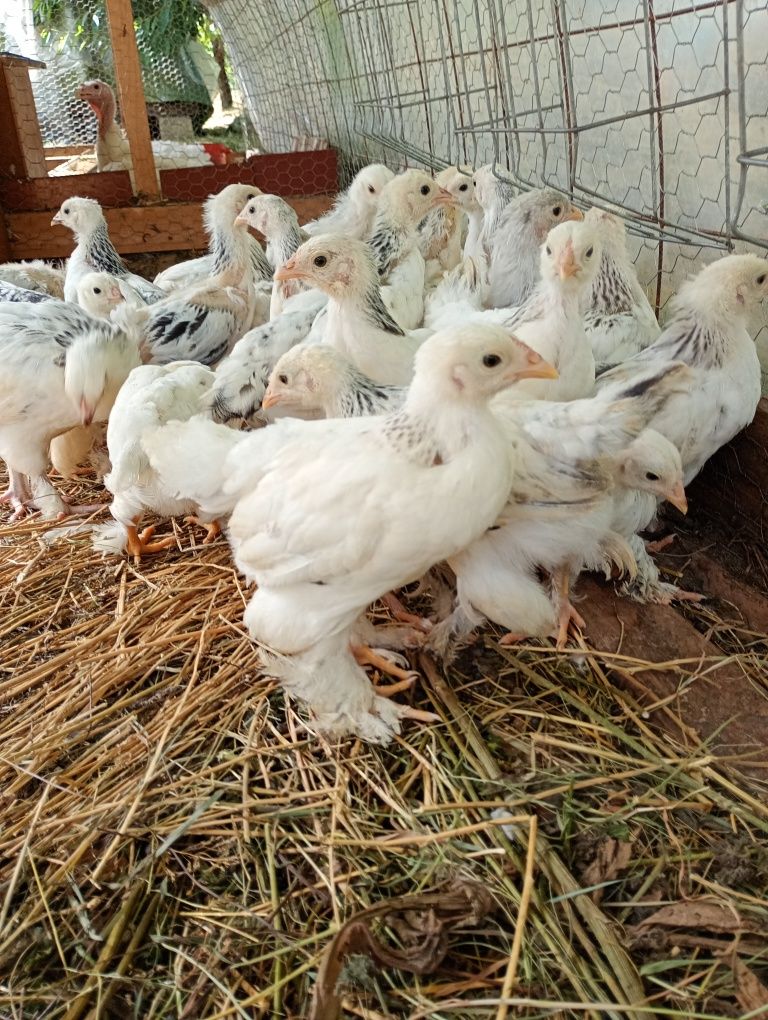 Pui Brahma HD disponibili