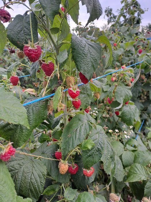 Drajoni zmeura remontat